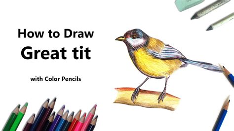 drawing tits|How to Draw a Great Tit with Color Pencils [Time Lapse].